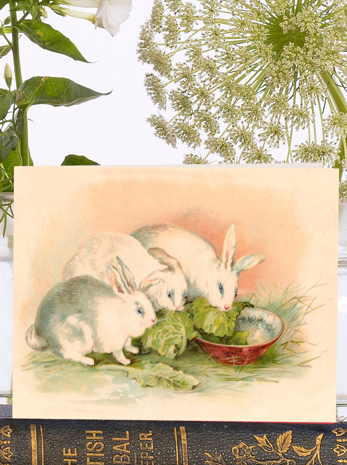 Bunnies!