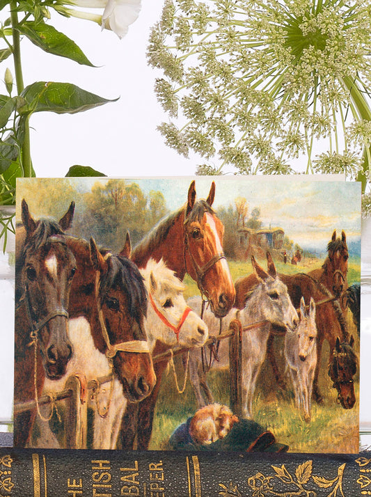Horsies at the Gate