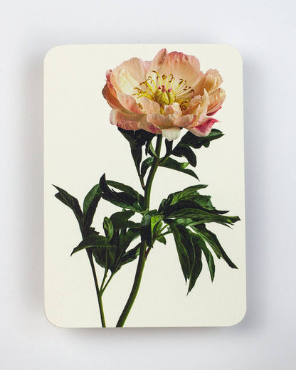 Peony
