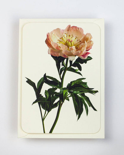 Peony