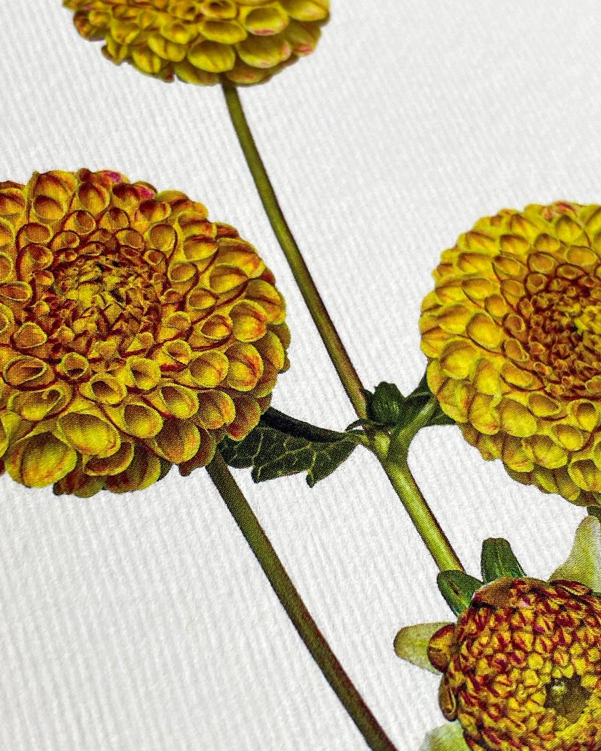 Dahlia