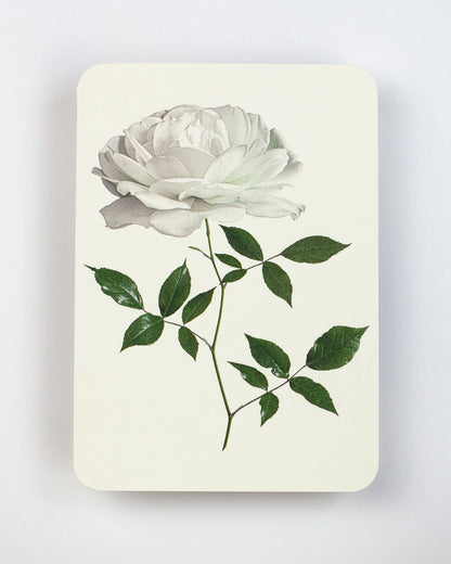 White Rose