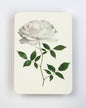 White Rose