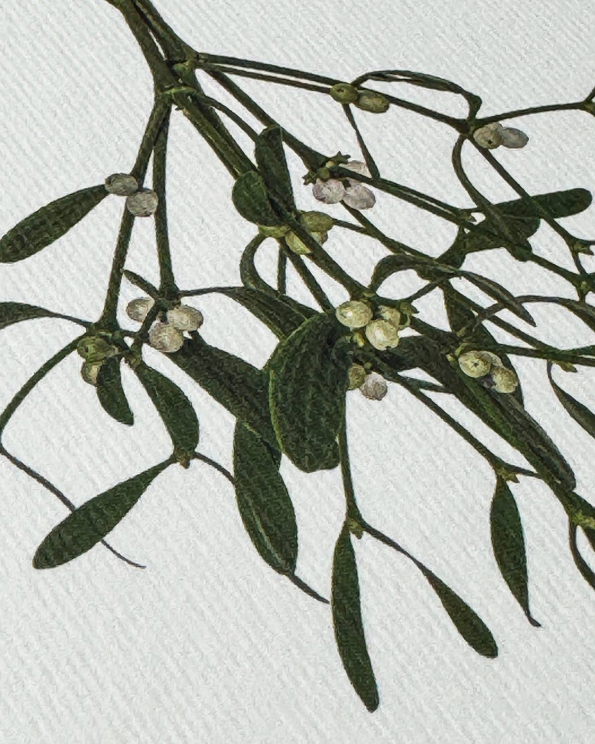 Mistletoe