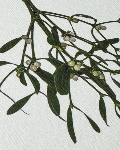 Mistletoe