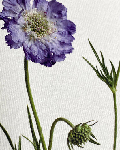 Scabiosa