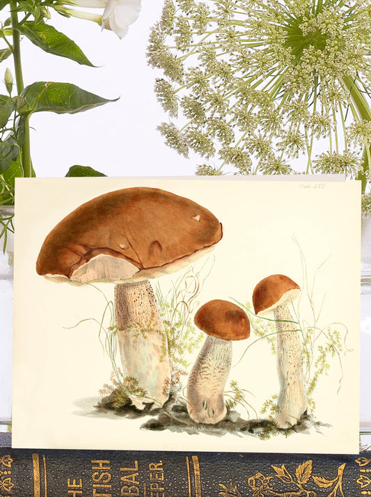Mushroom Family