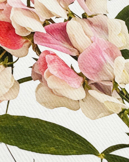 Pink Sweet Peas
