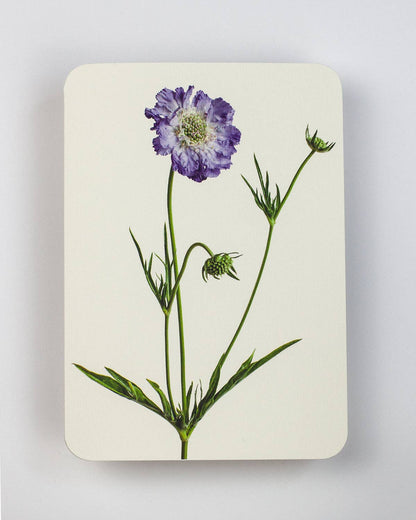 Scabiosa