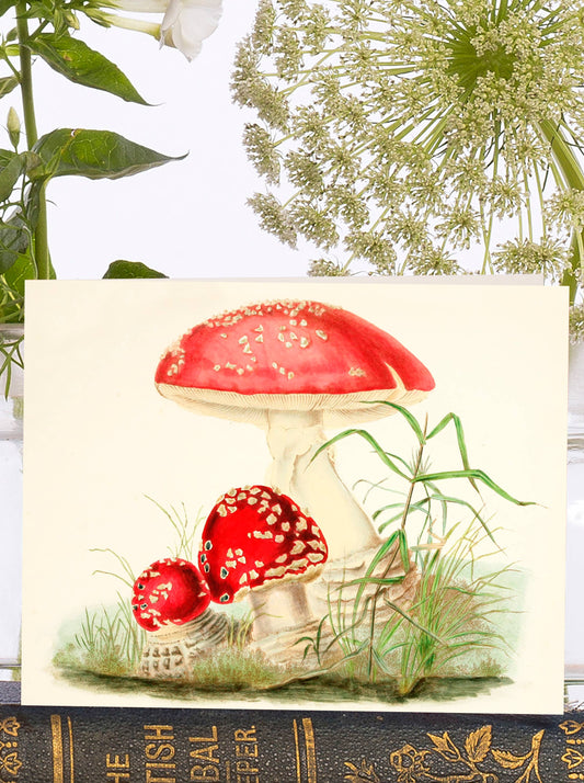 Mushroom Family in Red