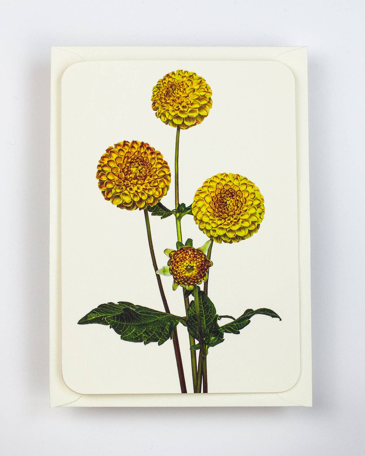 Dahlia