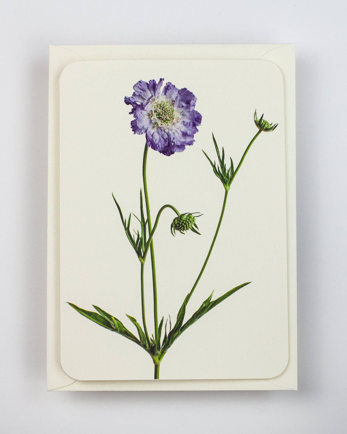 Scabiosa