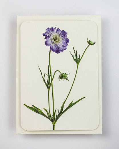 Scabiosa