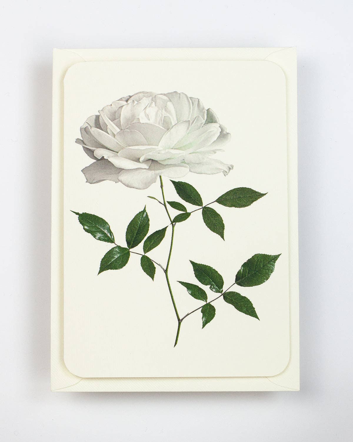 White Rose