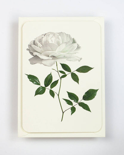White Rose