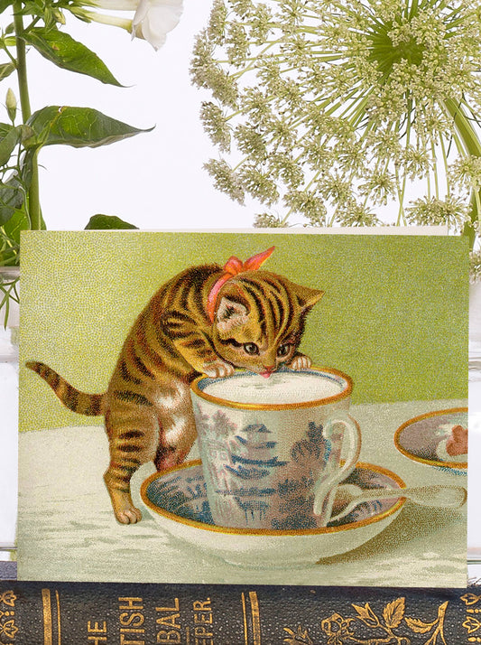 Teacup Kitten